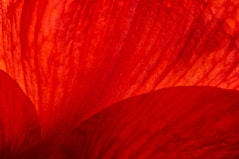 red flower petal representing gerve web works coloring scheme