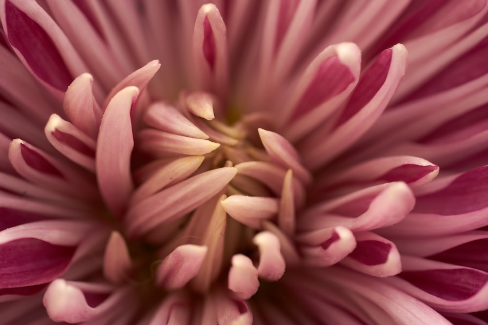 pink flower in macro shot