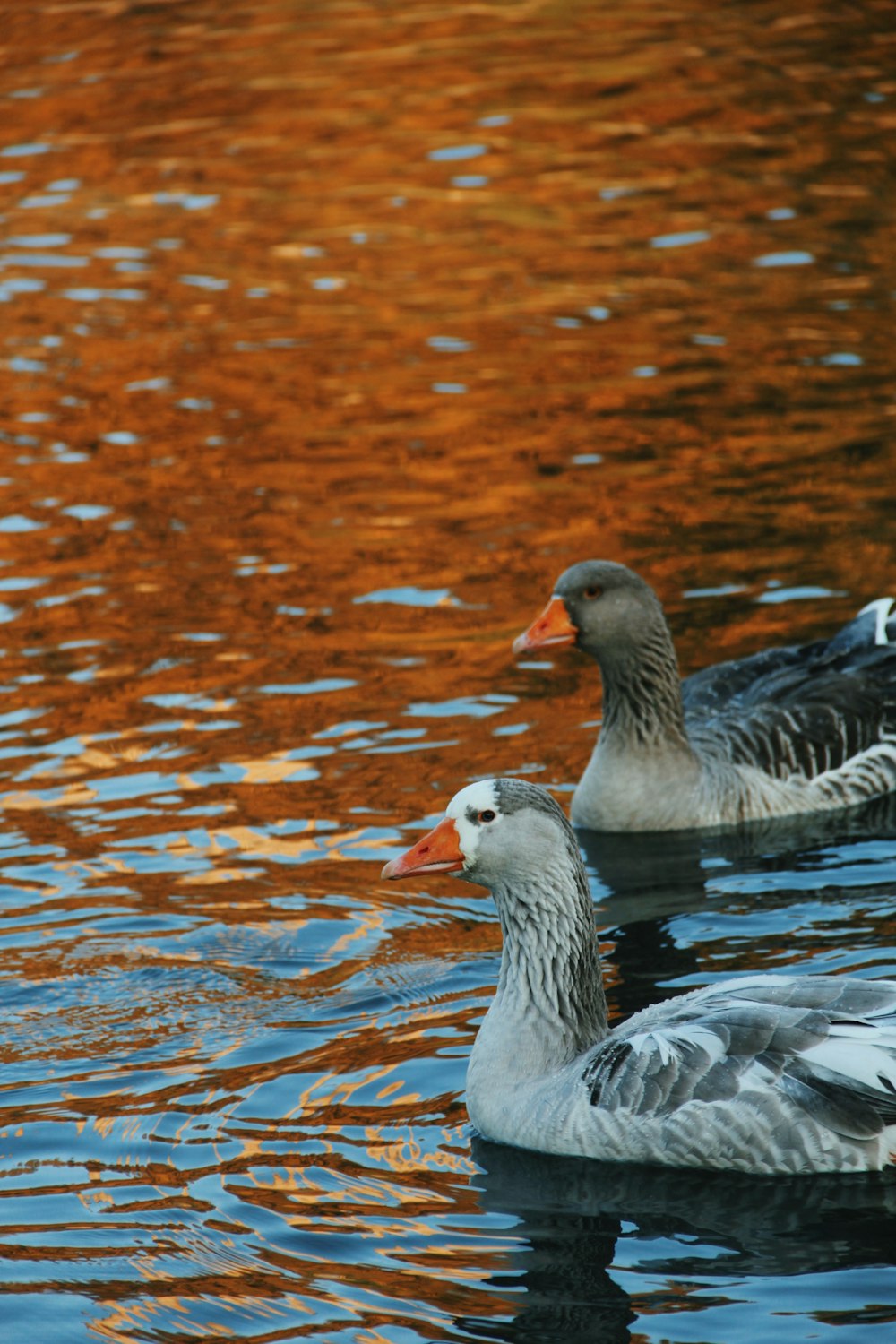 white duck on water during daytime