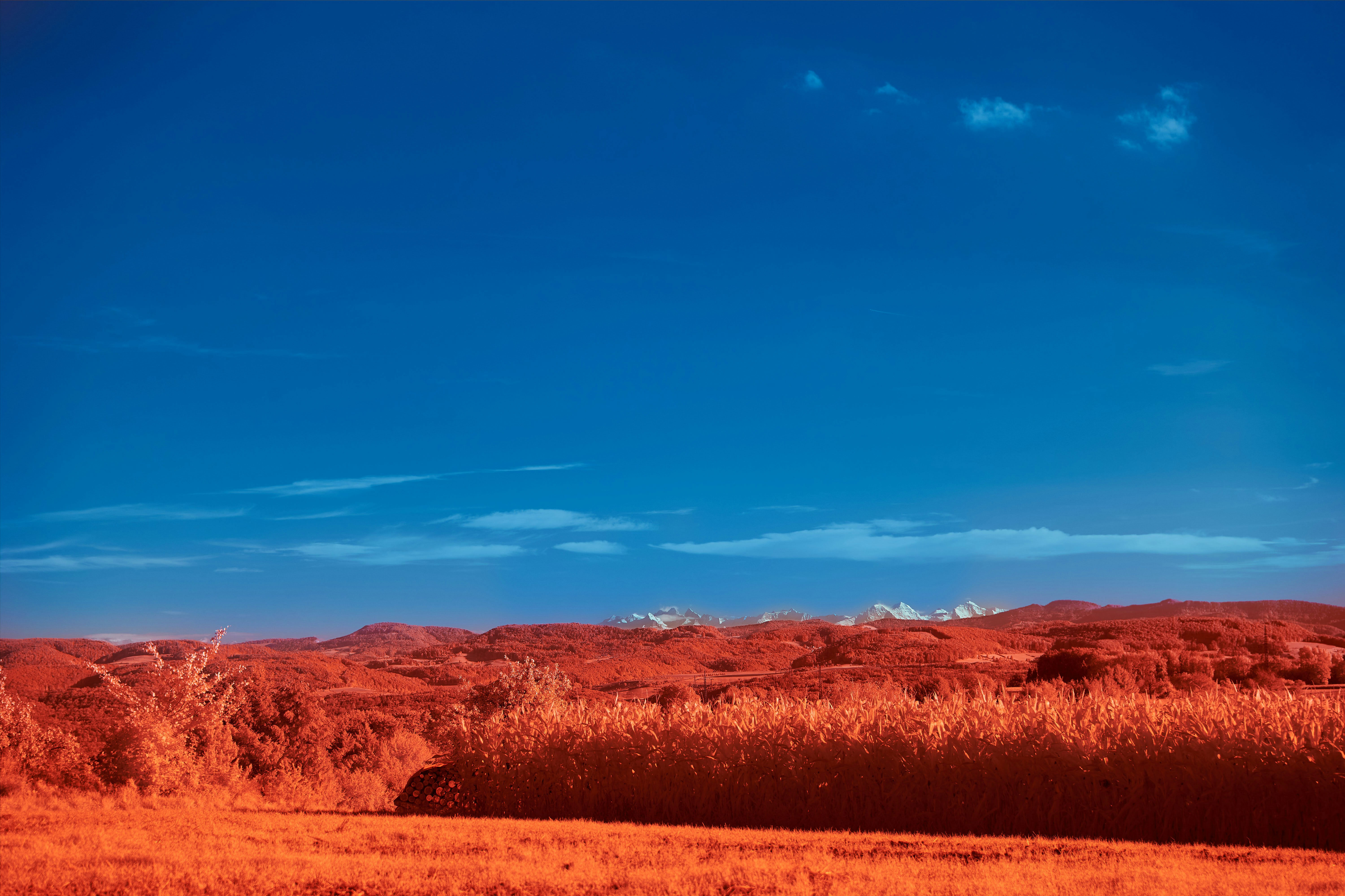 Photo by wolfgang_hasselmann