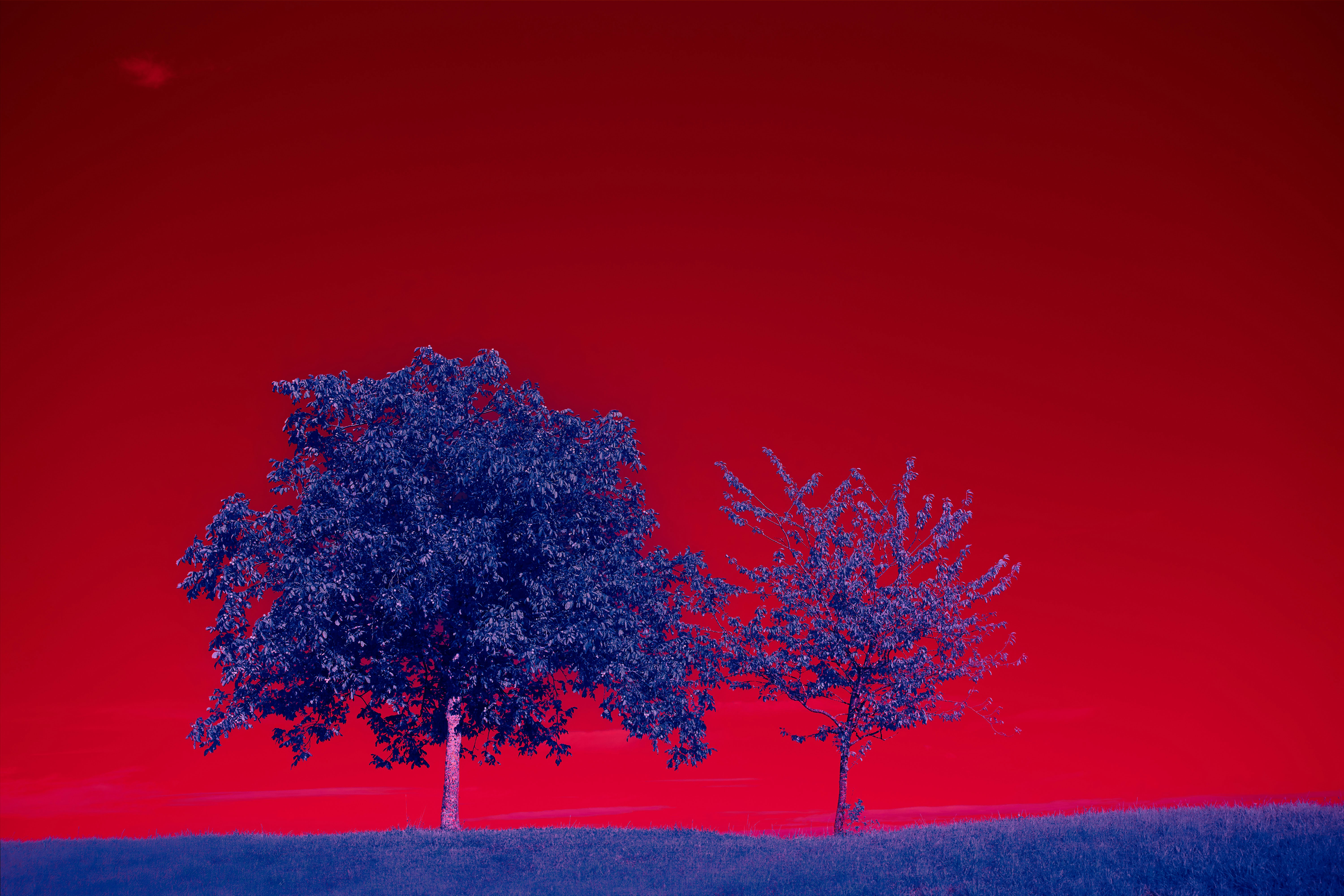 Photo by wolfgang_hasselmann