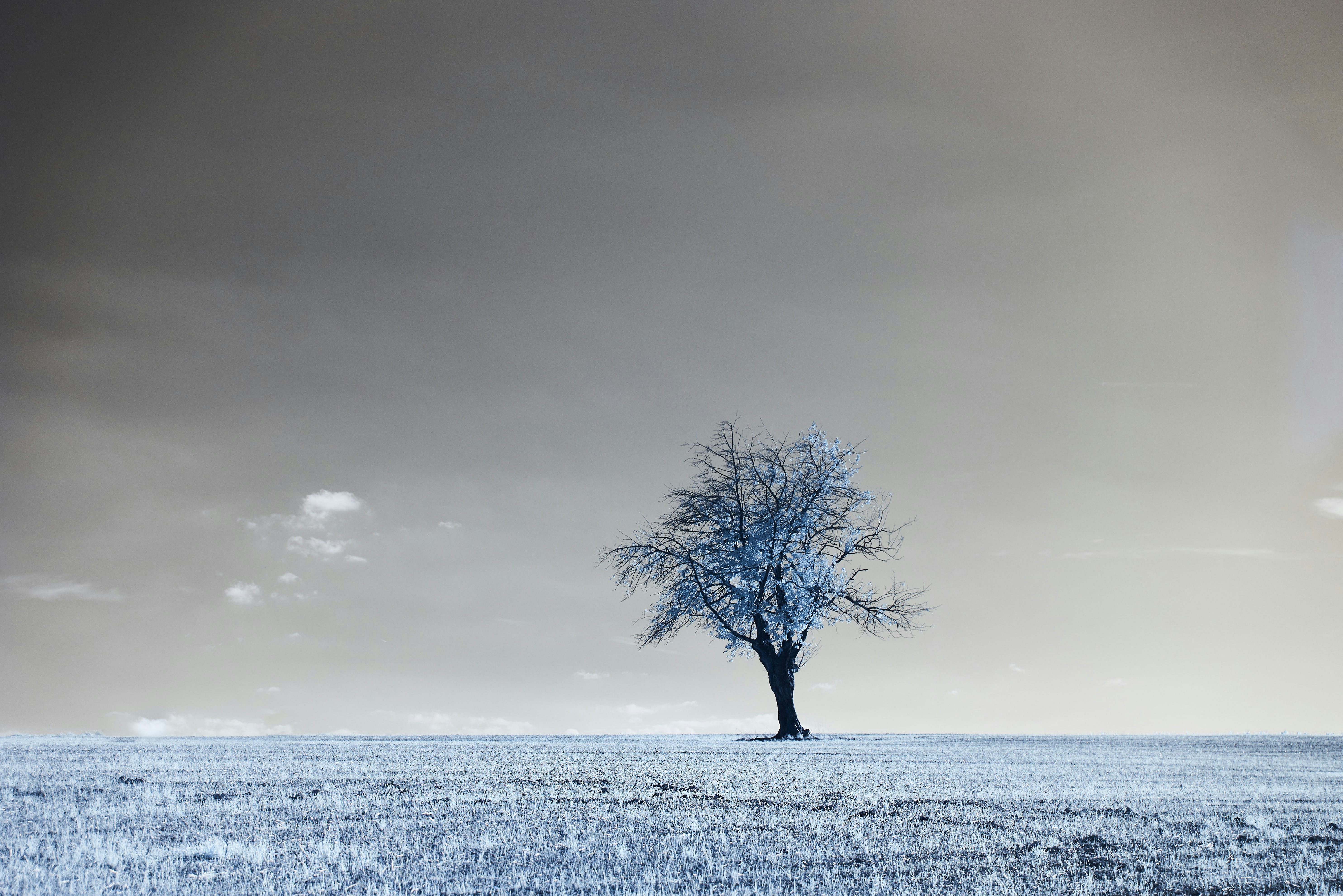 Photo by wolfgang_hasselmann