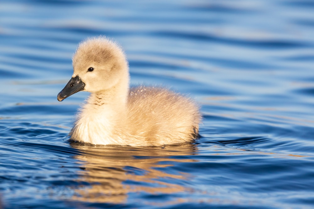 white duck on water during daytime