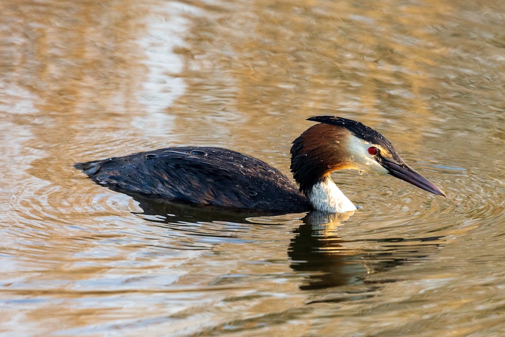 black and white duck on water