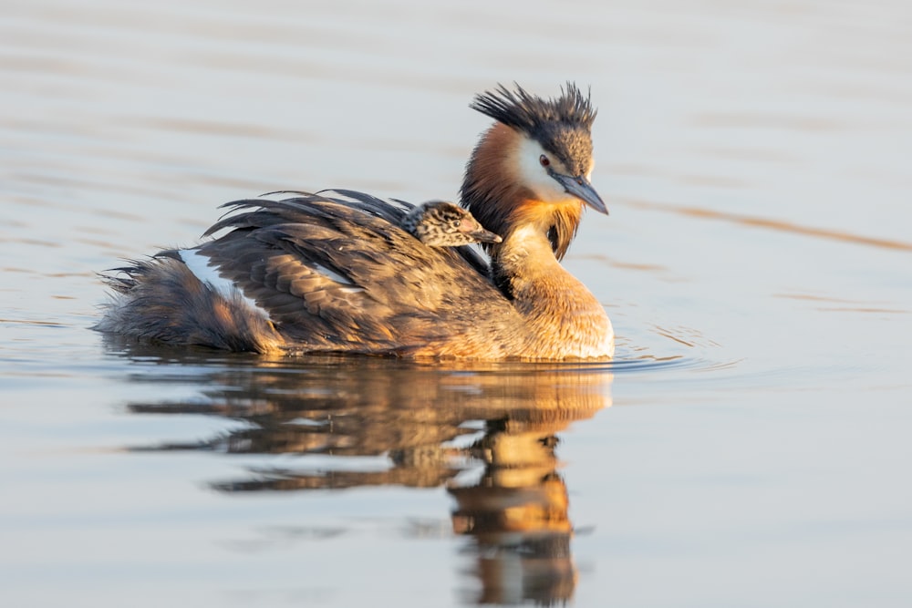 brown and black duck on water during daytime