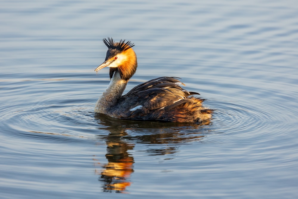 brown and white duck on water