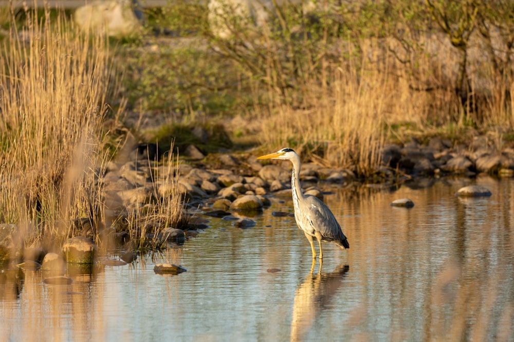 grey heron on water during daytime