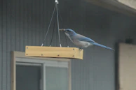 Side view of a wall-mounted PVC feeder with a wooden perch, showing chicks standing steadily while eating.