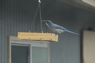 Side view of a wall-mounted PVC feeder with a wooden perch, showing chicks standing steadily while eating.