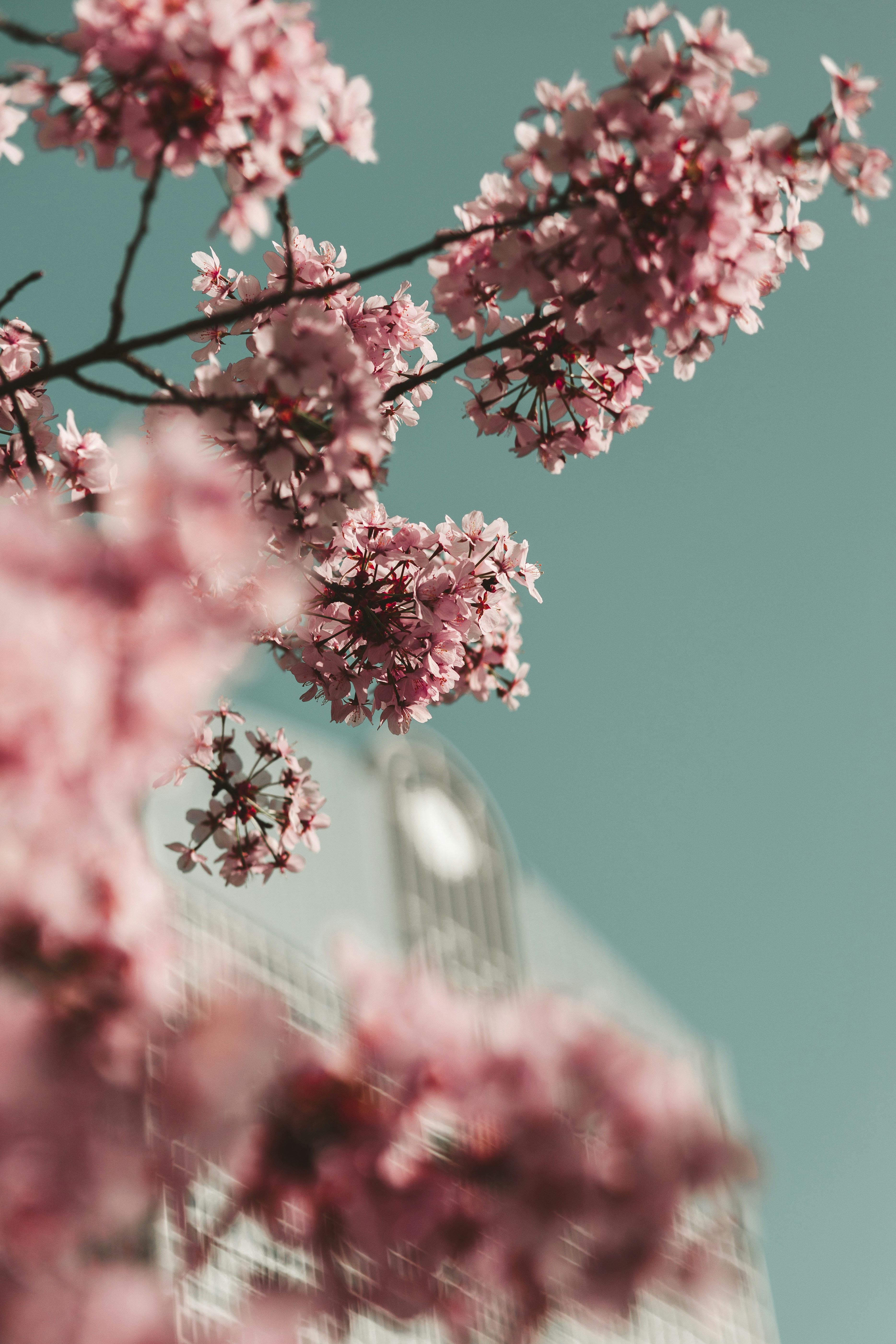 red flowers in tilt shift lens