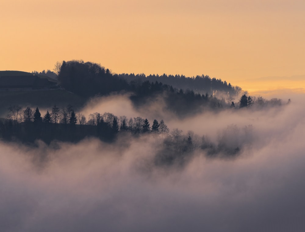 green trees on mountain covered with fog