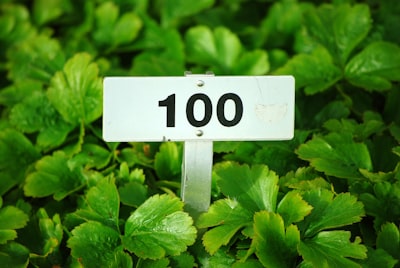 Nummernschild 100 (Hundert) auf einem Grab | number 100 (hundred) in a graveyard