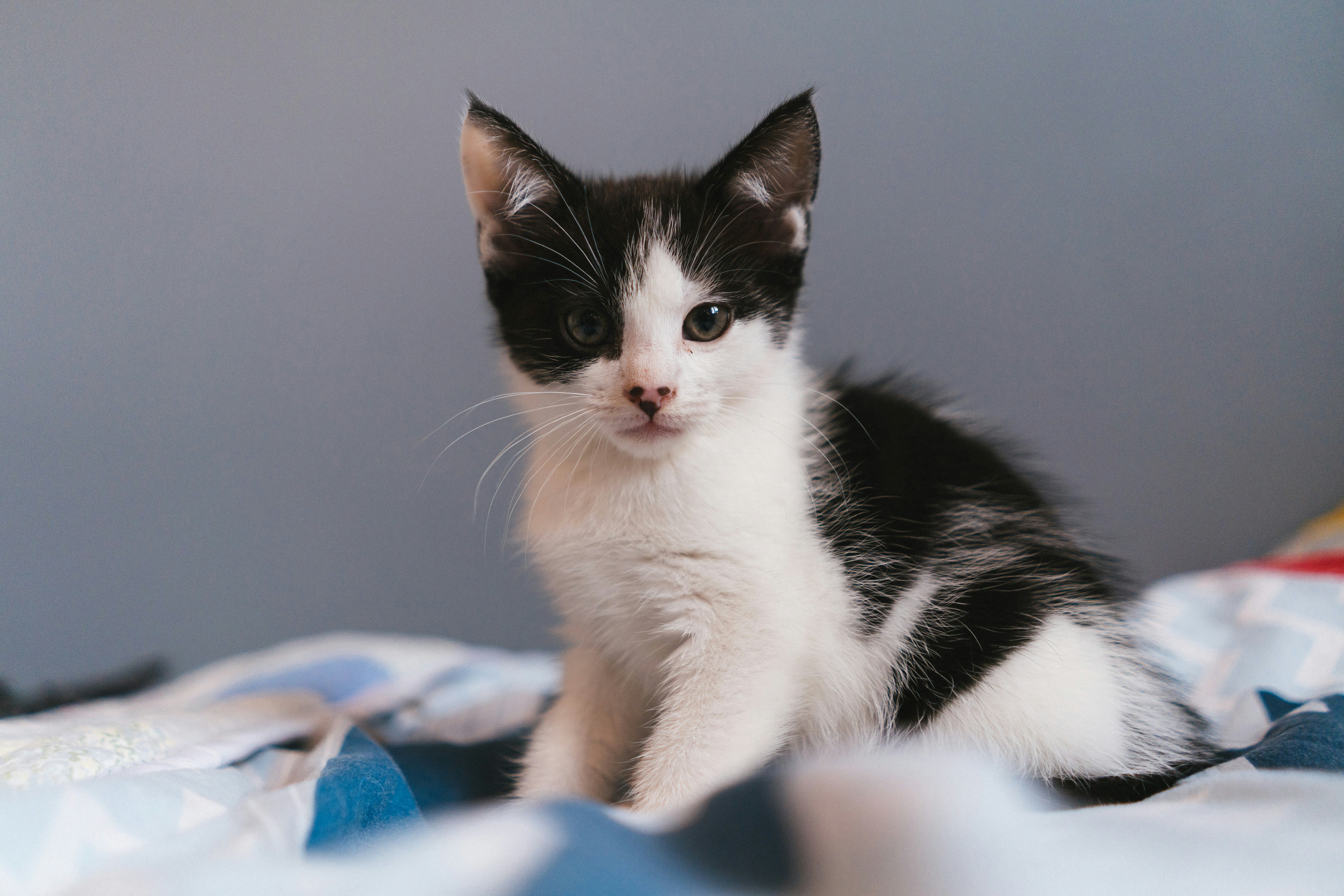 black and white cat on blue and white textile