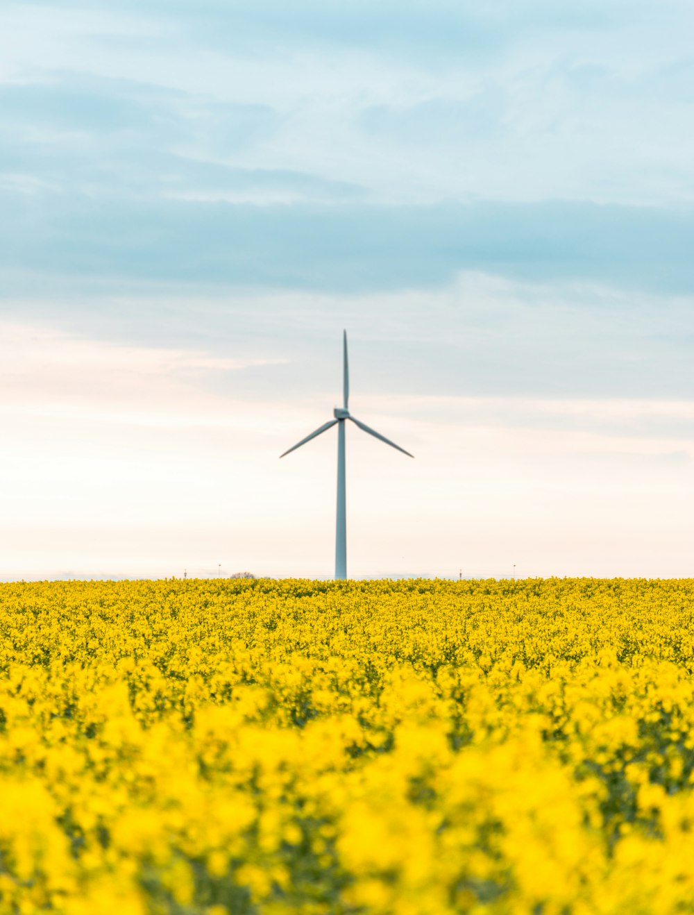 wind turbines on yellow flower field under white clouds and blue sky during daytime