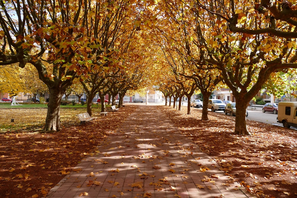 brown and green trees on park during daytime