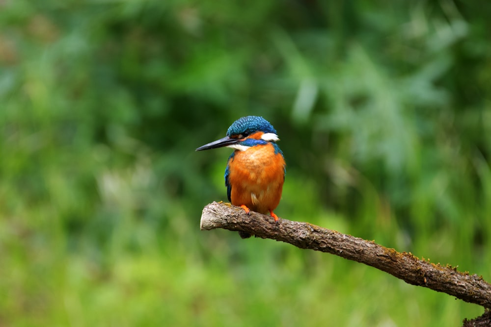 blue and brown bird on brown tree branch during daytime