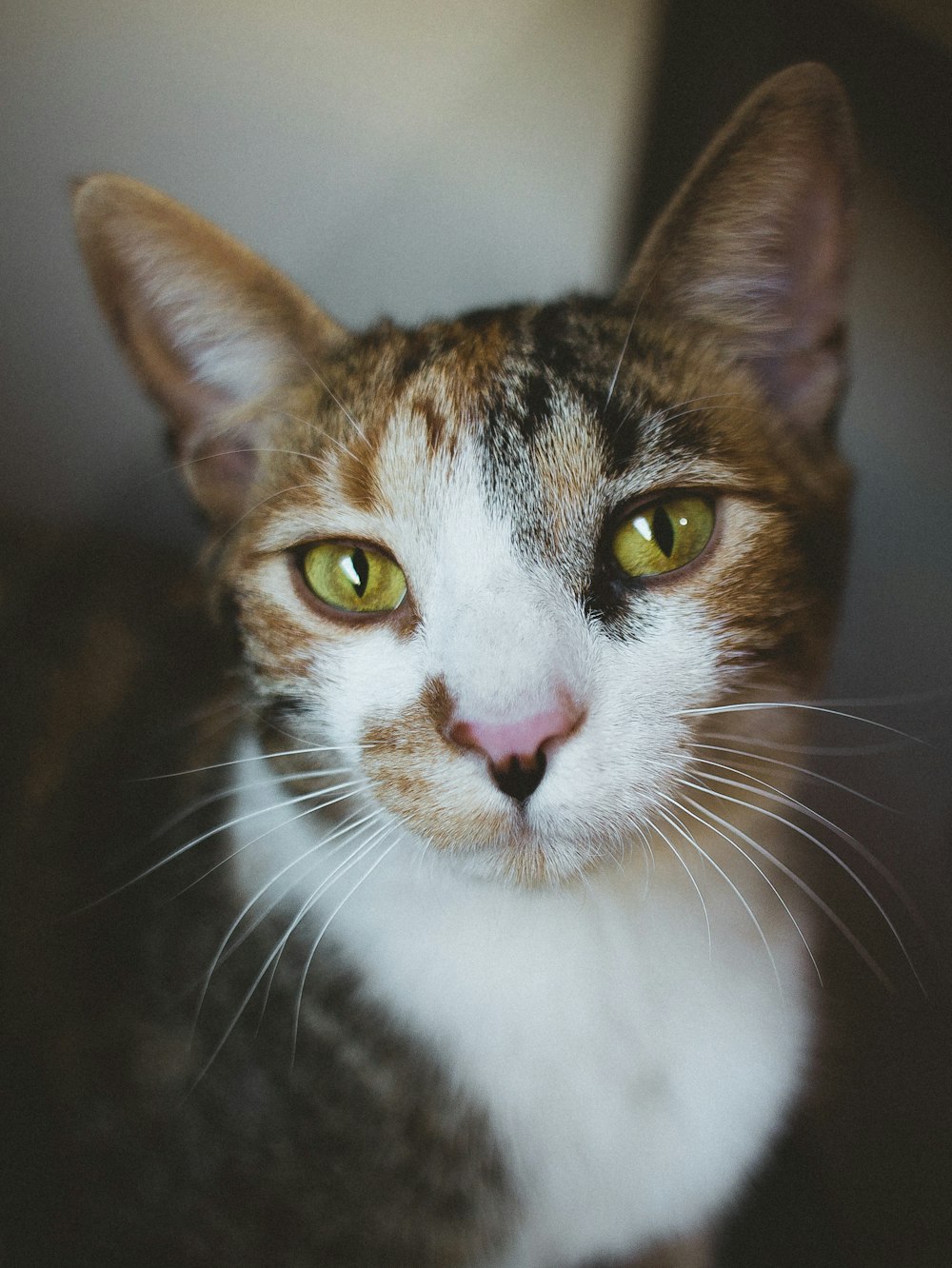 brown and white cat in close up photography