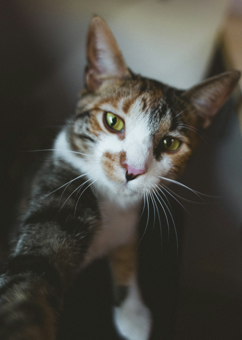 brown and white tabby cat