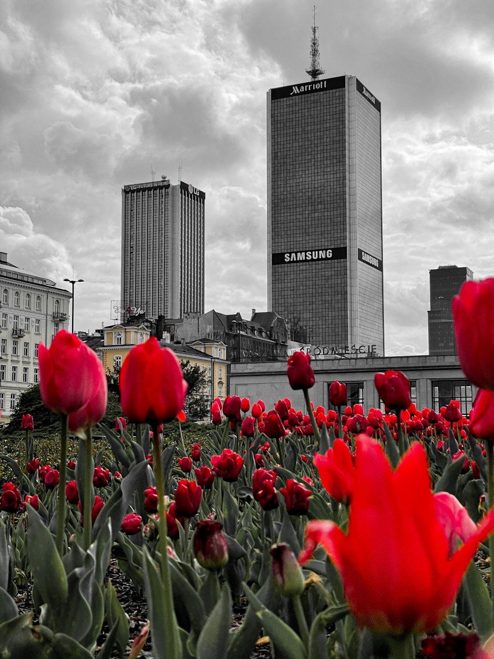 Tulipes rouges près des bâtiments de la ville sous un ciel nuageux pendant la journée