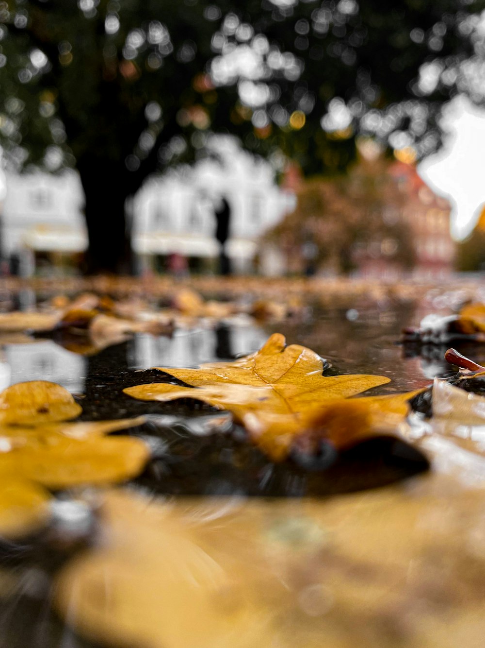 brown leaves on water during daytime