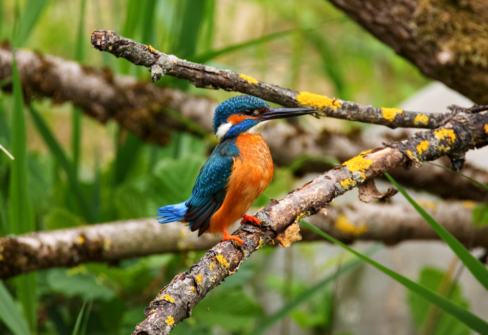 blue and brown bird on brown tree branch during daytime