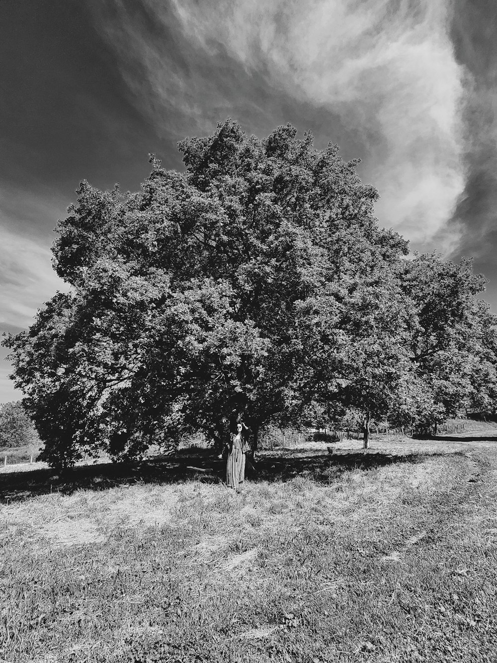 grayscale photo of trees on grass field