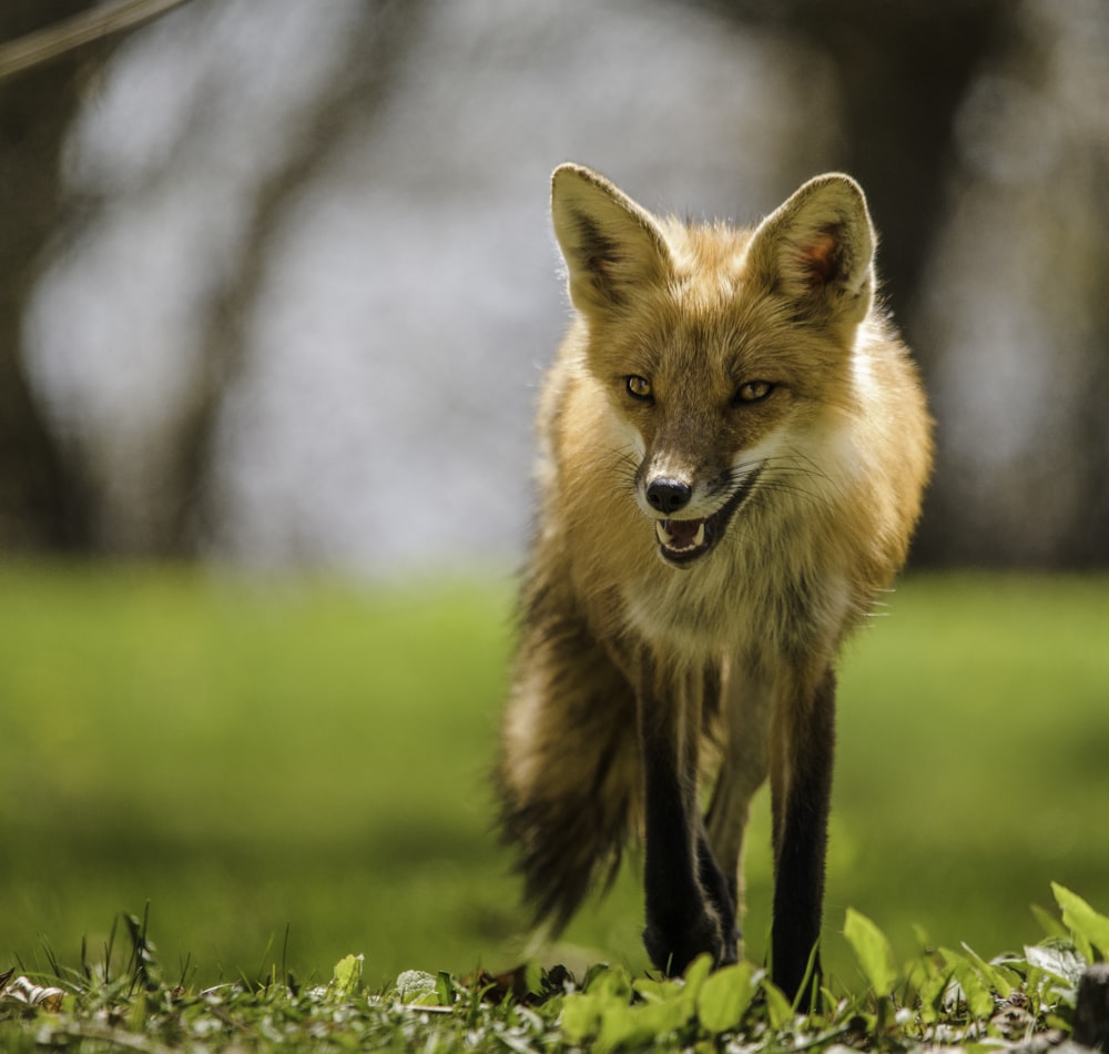 brown fox on green grass during daytime