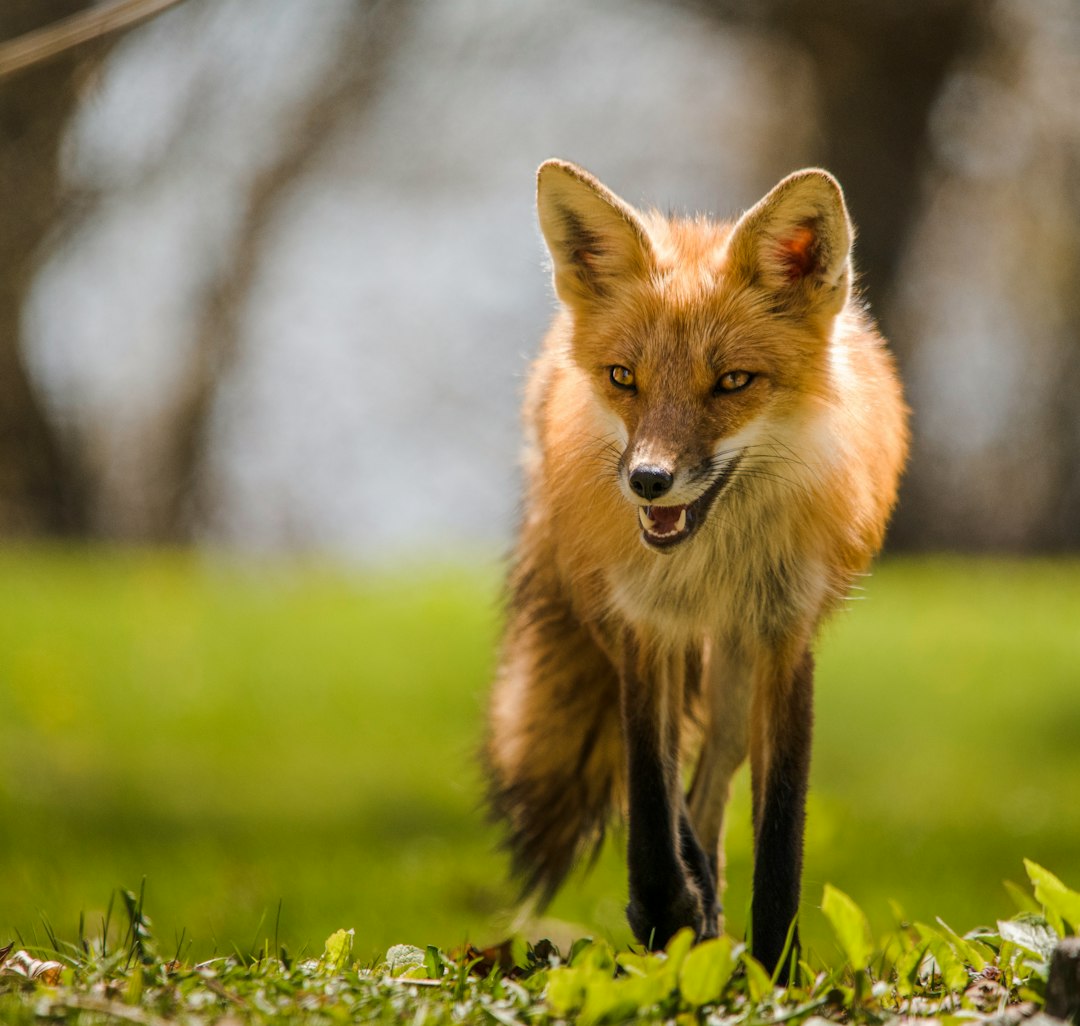 brown fox on green grass during daytime