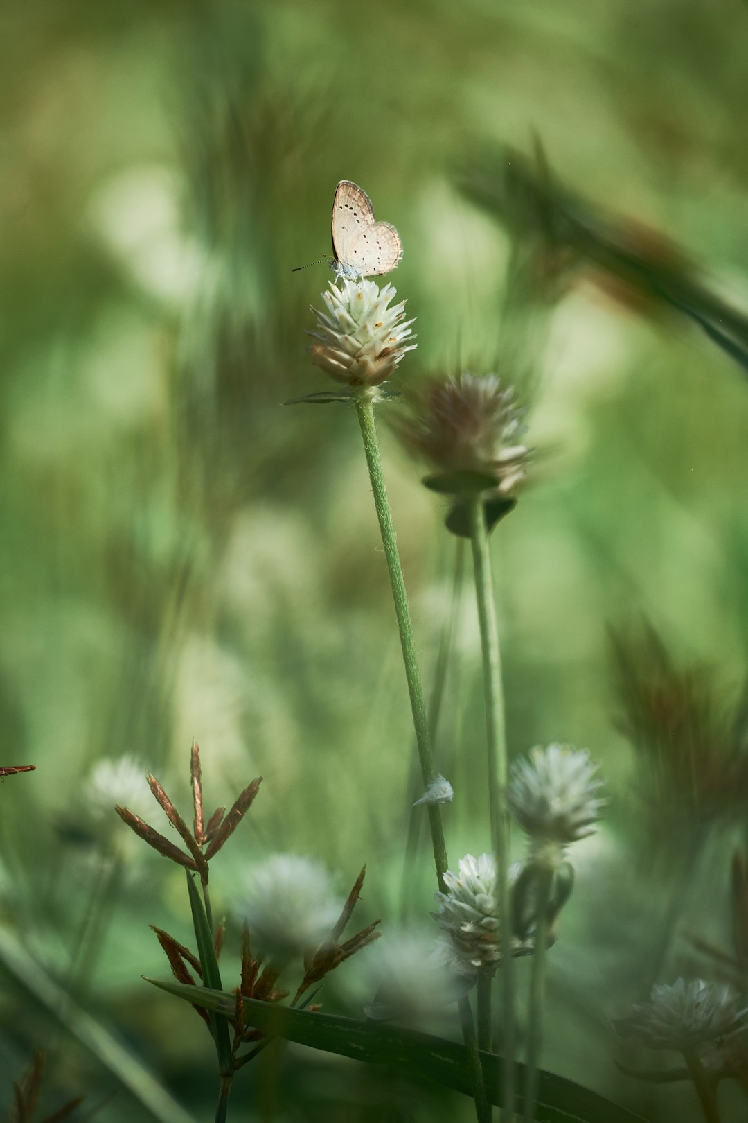 brown and white butterfly on green plant during daytime