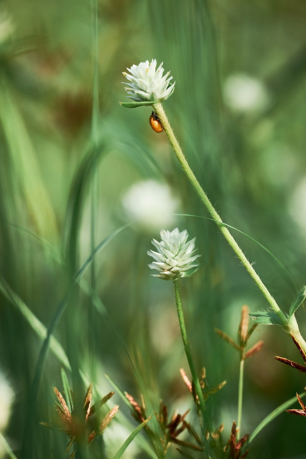 white flower in tilt shift lens