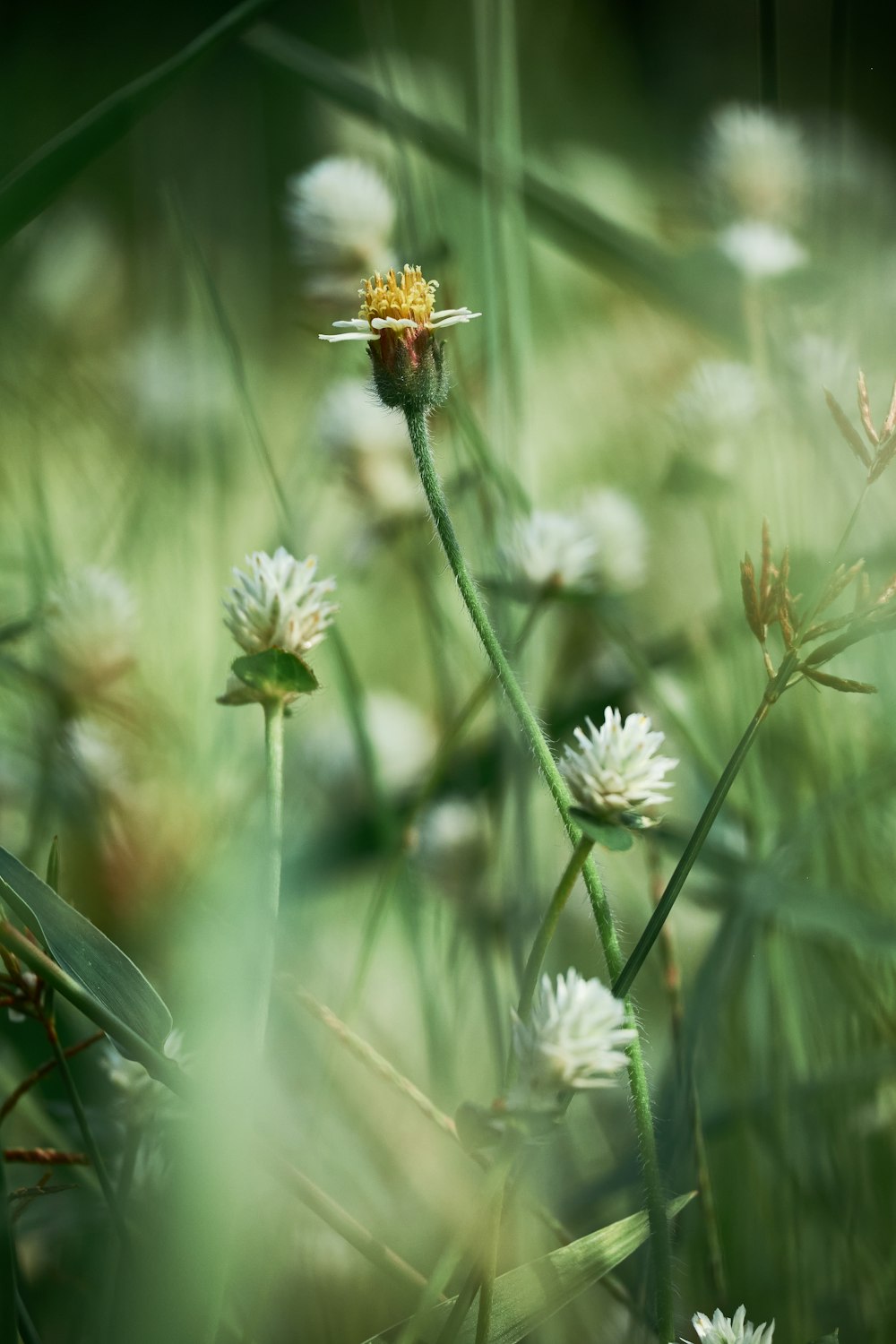 white flower with yellow stigma