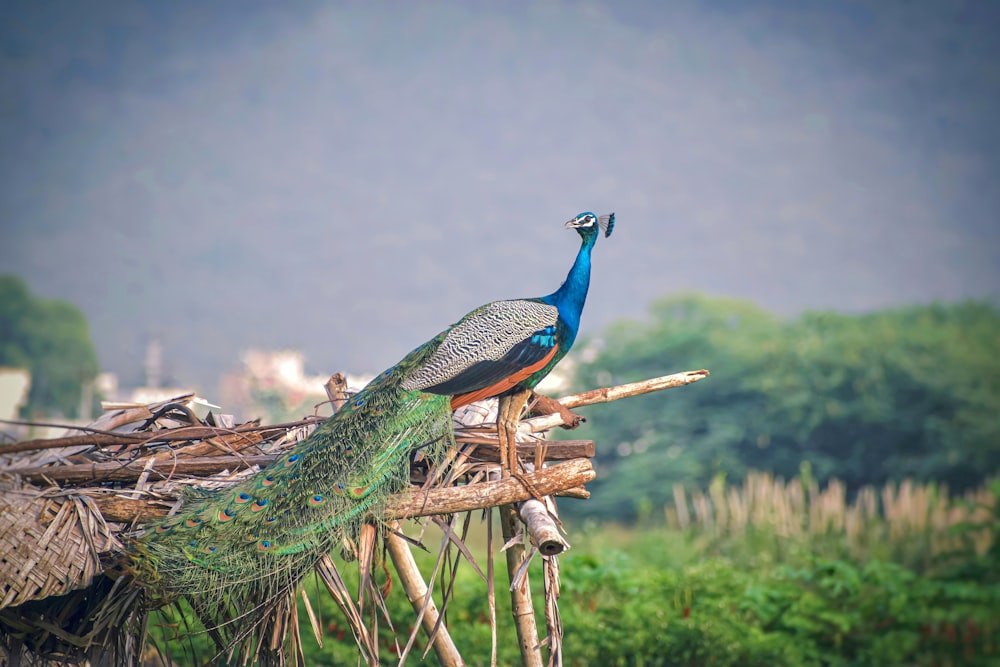 blue peacock on brown wooden log during daytime