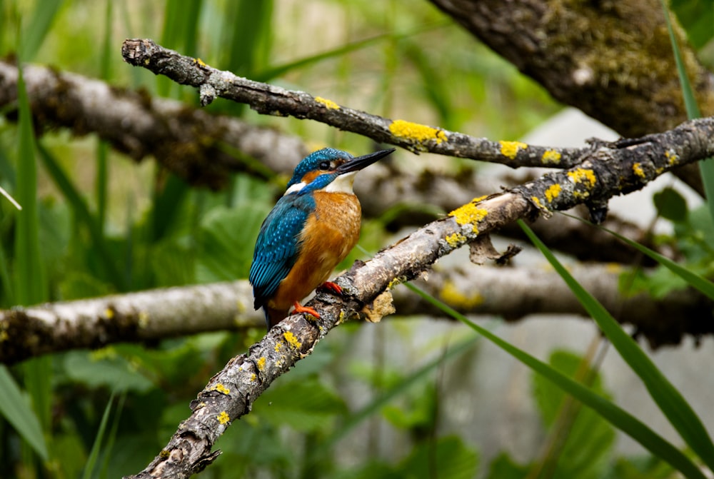 blue and brown bird on brown tree branch during daytime