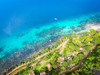aerial view of green trees beside blue sea during daytime