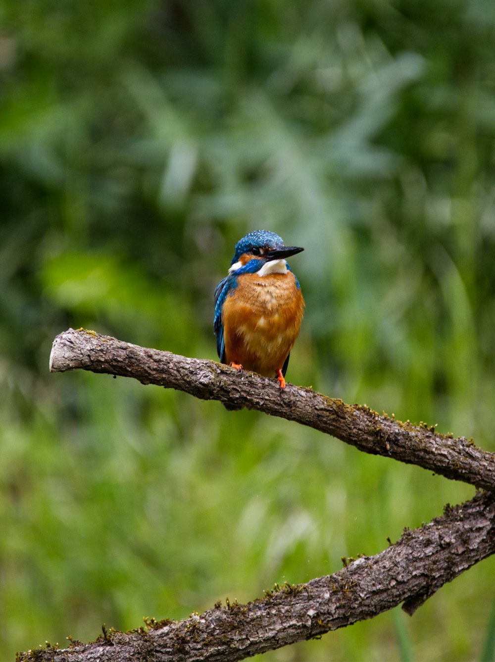 blue and brown bird on brown tree branch during daytime