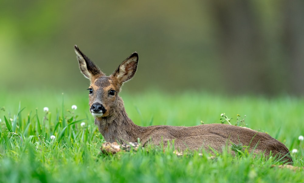 brown deer on green grass during daytime