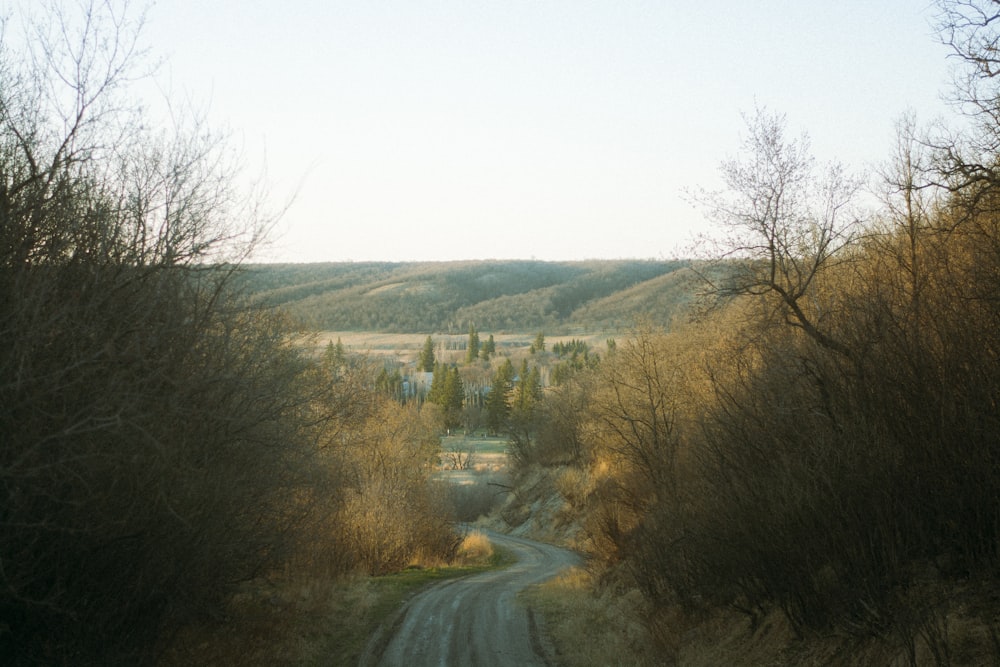 gray asphalt road between trees during daytime