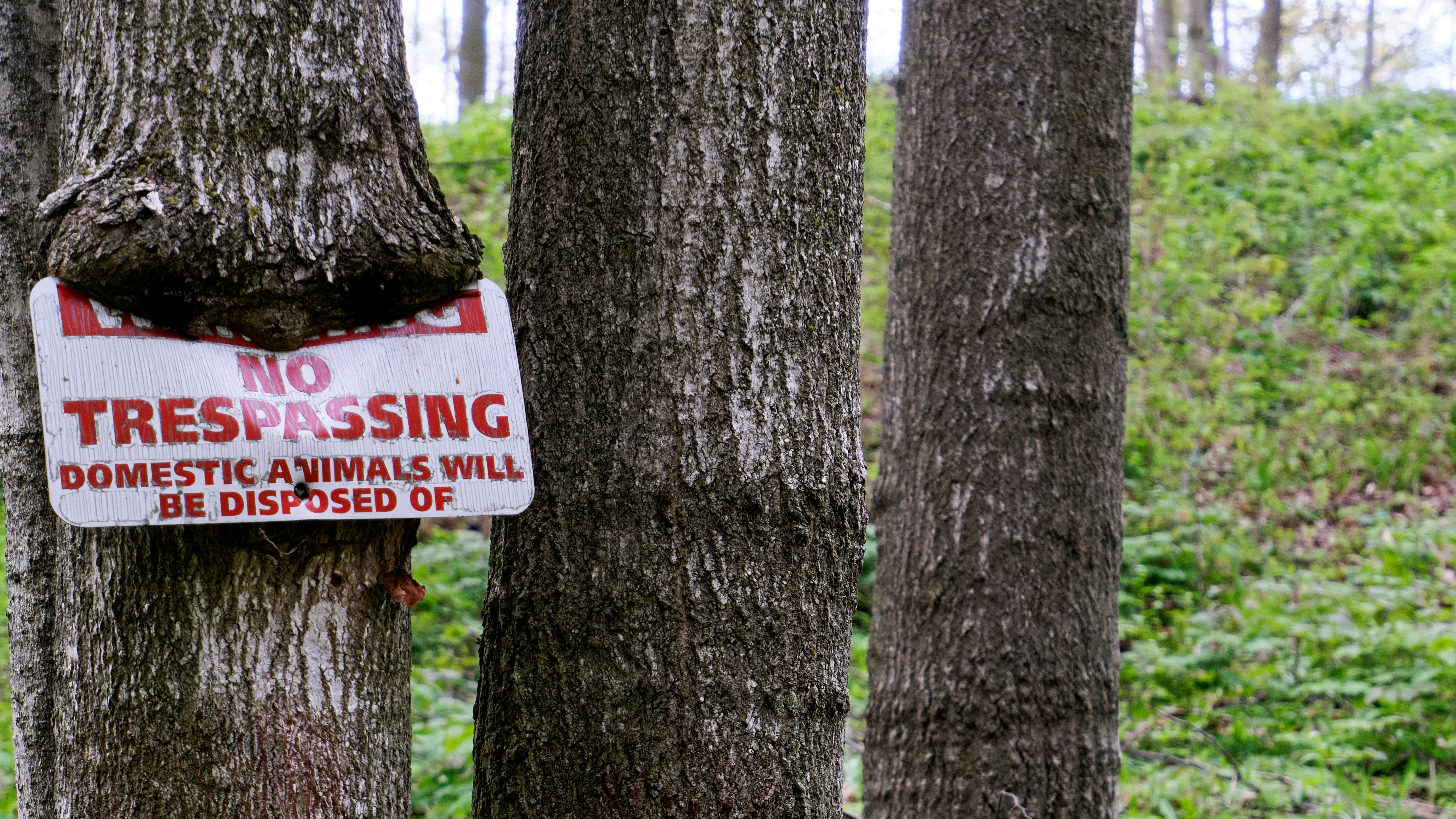 red and white no smoking sign on brown tree trunk