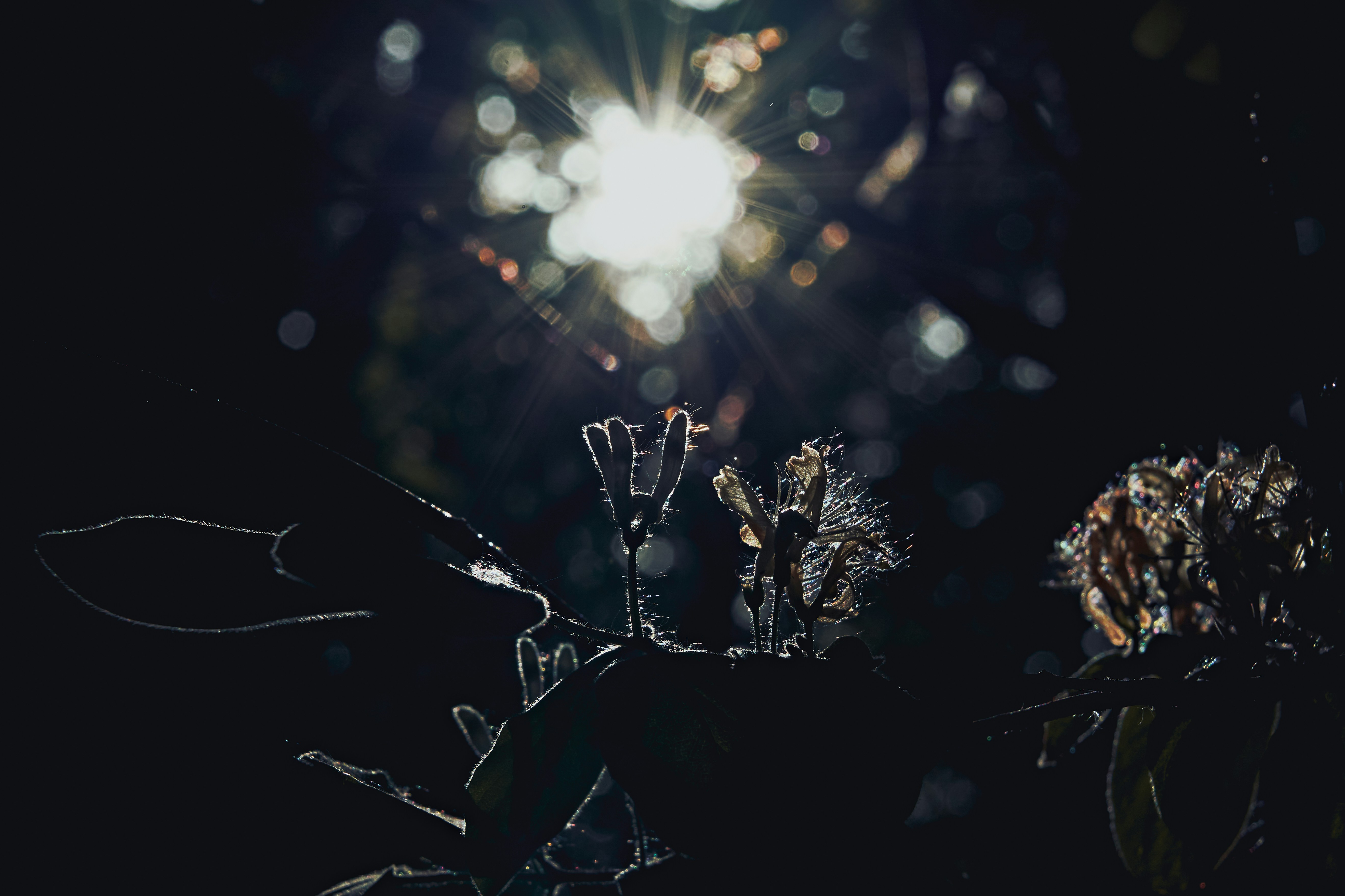 Photo by shaikhulud