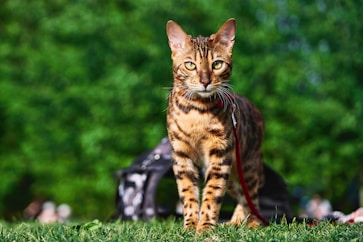 A Bengal cat with a distinctive spotted coat stands on a grassy surface. The background features a lush green blurred setting, suggesting a park or garden environment. The cat appears alert and focused, with a red leash attached to its collar.
