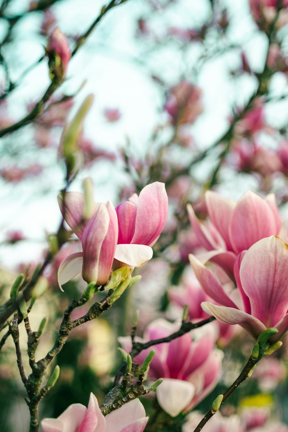 a close up of a tree with pink flowers