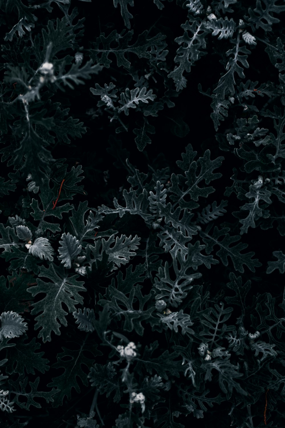 plante verte et blanche pendant la journée