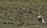 A person is working in a large, freshly plowed field, wearing a wide-brimmed hat and carrying a bag. The ground is dry with uneven terrain, and the person appears to be engaged in an agricultural task such as planting or harvesting.