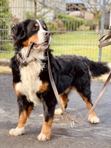 black white and brown bernese mountain dog