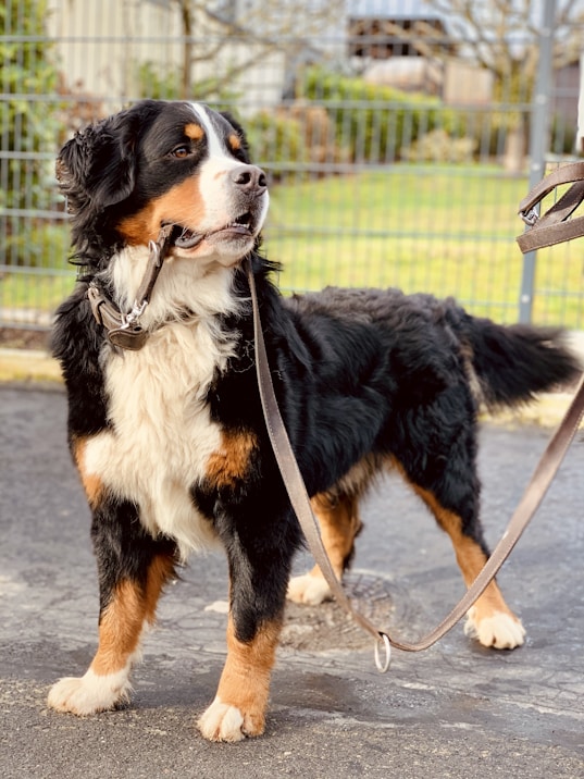 black white and brown bernese mountain dog