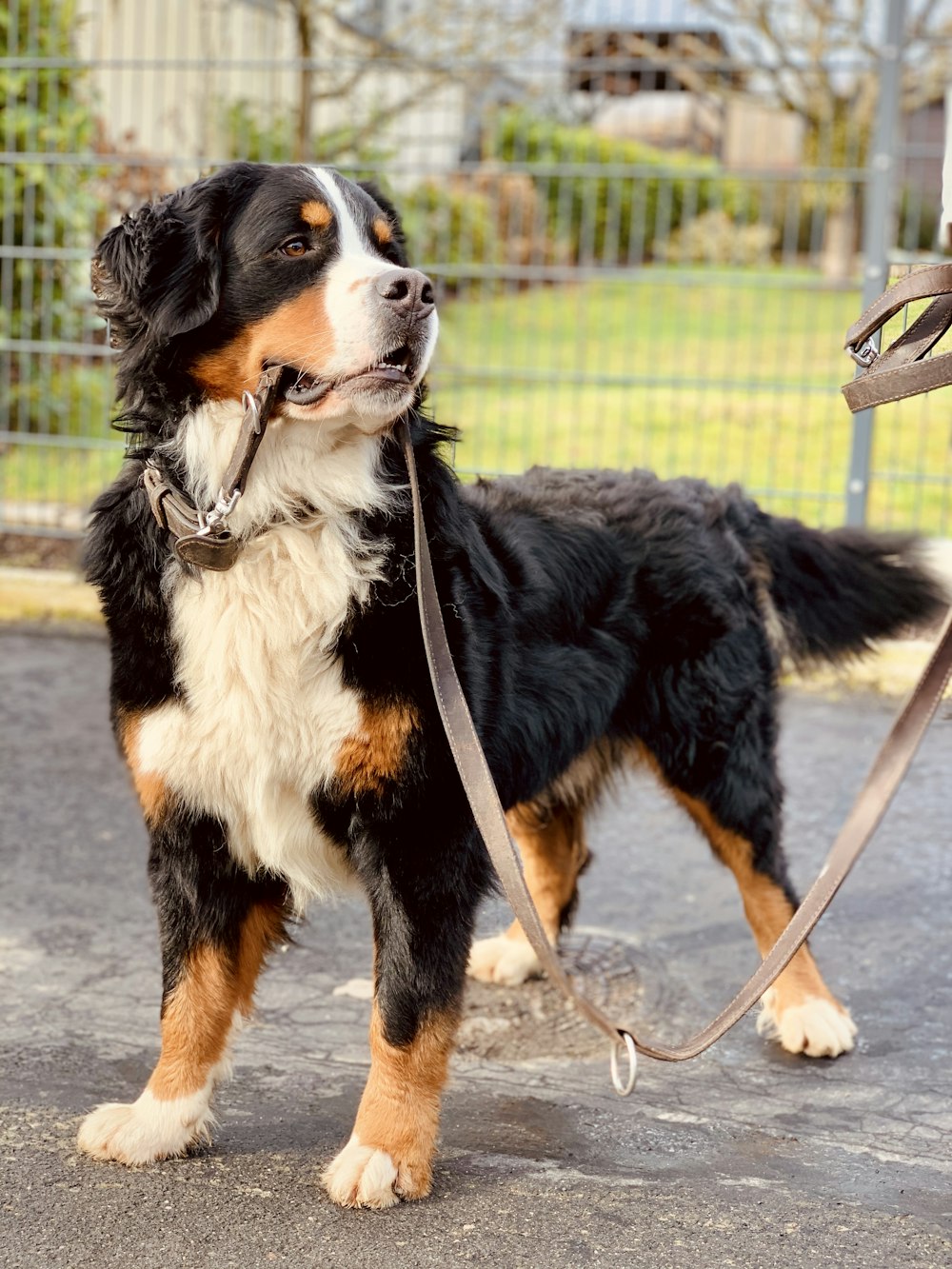 Bovaro del Bernese nero, bianco e marrone