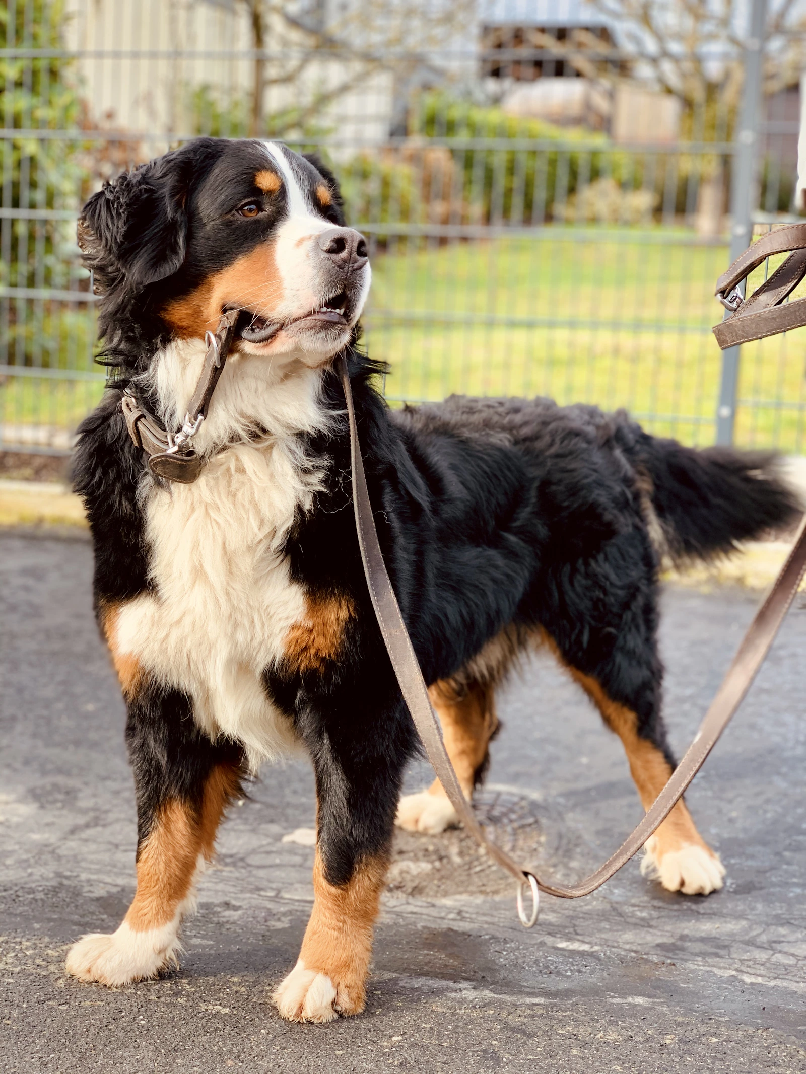 Adult tricolour Bernese Mountain Dog outdoors, photo on Unsplash