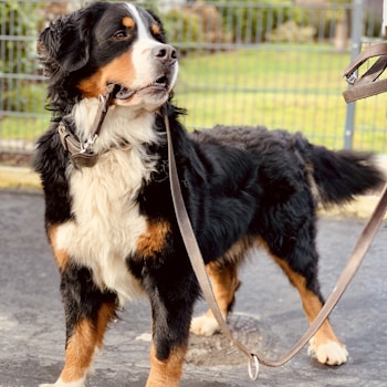 black white and brown bernese mountain dog