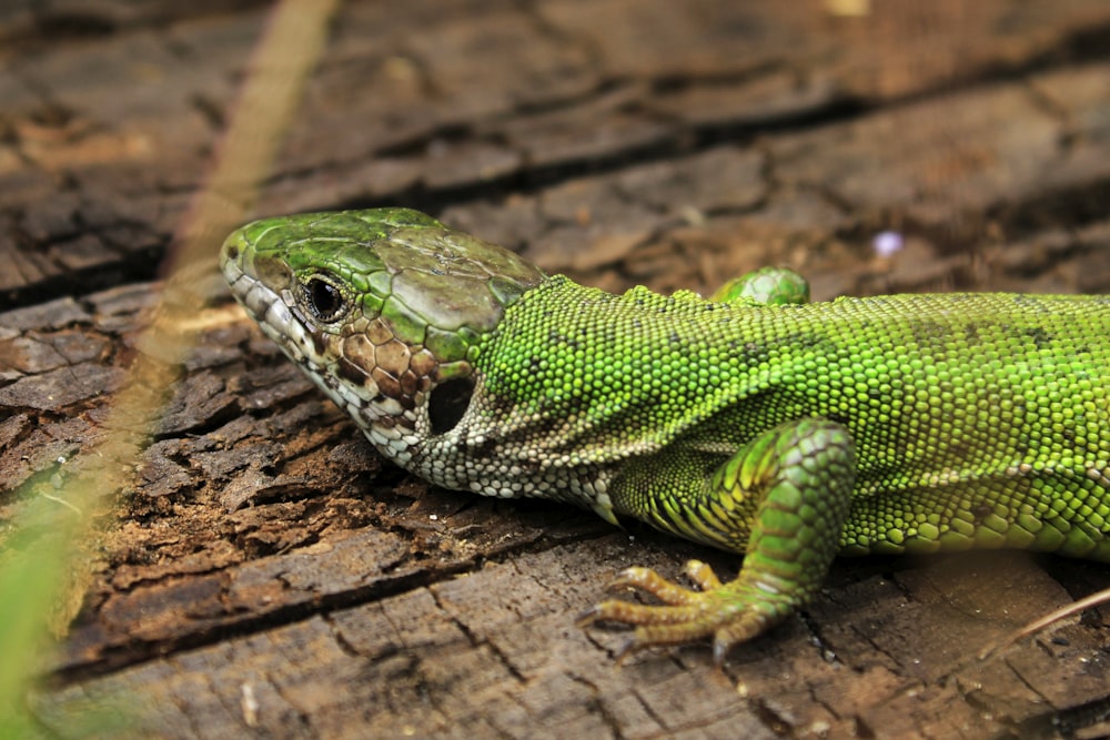 green and white lizard on brown wooden surface