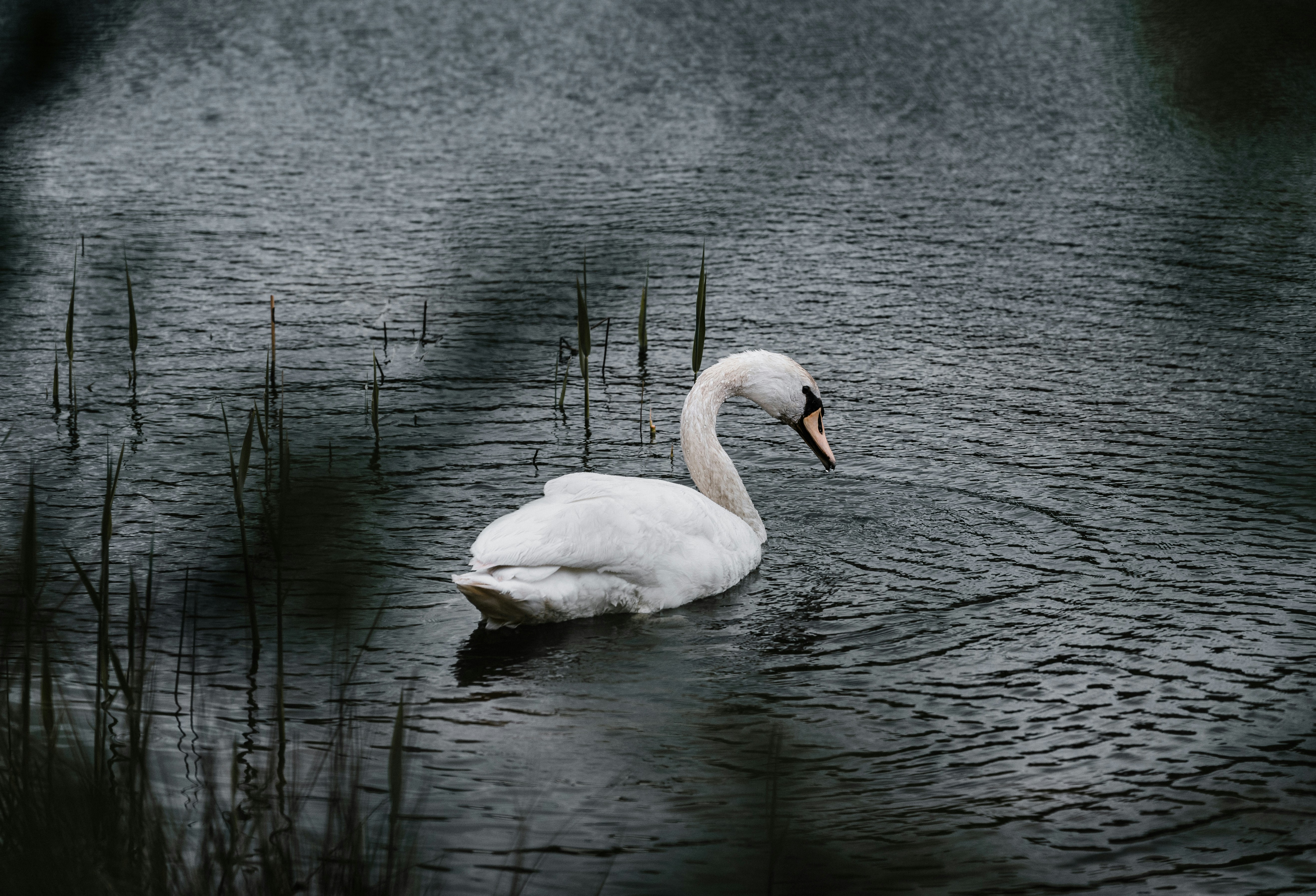 Photo by xandrovandewalle